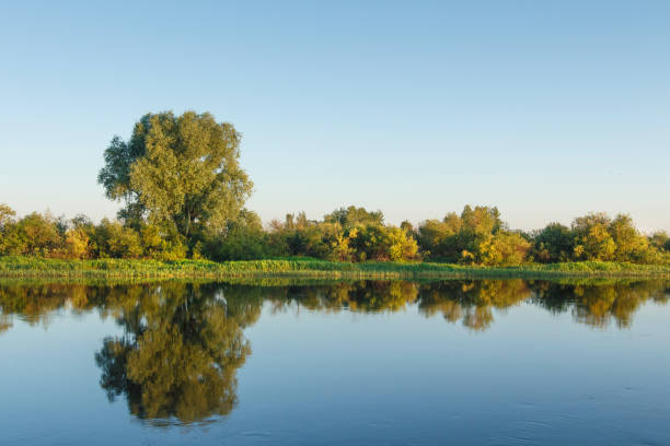 Landscape of river bank on clear summer day. Reflections of trees in water surface against blue clear sky. Natural scene of nature. Trees and plants on river shore. stock photo