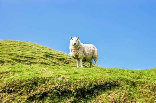 istock White Scottish sheep on green mountain pasture 971447054