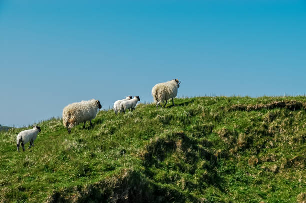 istock White Scottish sheep on a pasture in a mountain valley 971447892