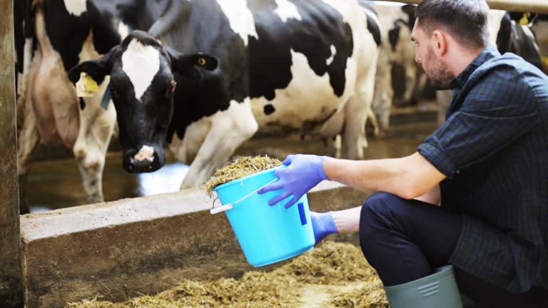 5,885 Animal Husbandry Stock Videos and Royalty-Free Footage - iStock | Agriculture and animal husbandry 5,885 Animal Husbandry Stock Videos and Royalty-Free Footage - iStock | Agriculture and animal husbandry