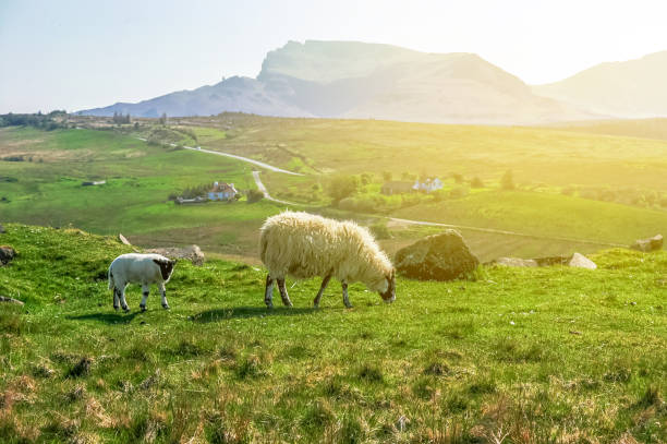 istock White Scottish sheep on a pasture in a mountain valley 971448326