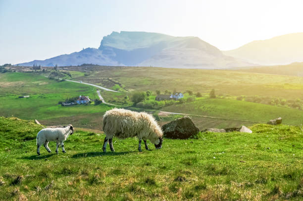 White Scottish sheep on a pasture in a mountain valley
