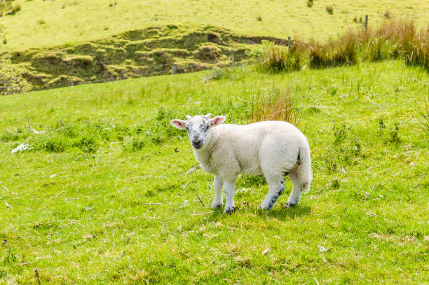 istock White Scottish lamb on a pasture in a mountain valley 971448484