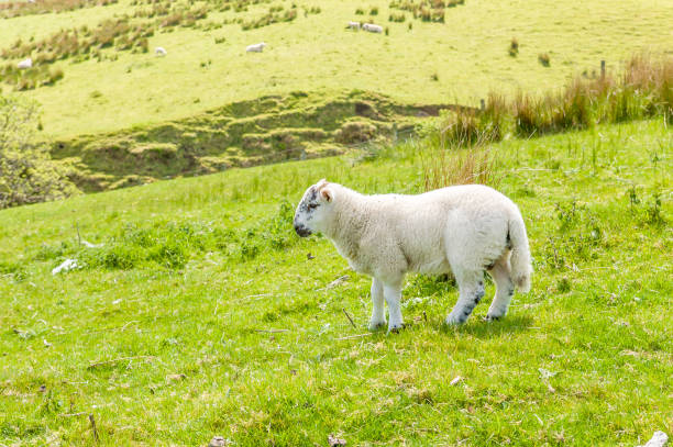 istock White Scottish lamb on a pasture in a mountain valley 971448504