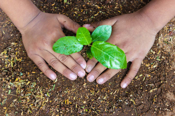 Plant a Sapling Planting a sapling for clean and green environment world environment day stock pictures, royalty-free photos & images
