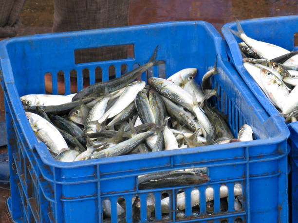 istock Dried fish in basket 971451634