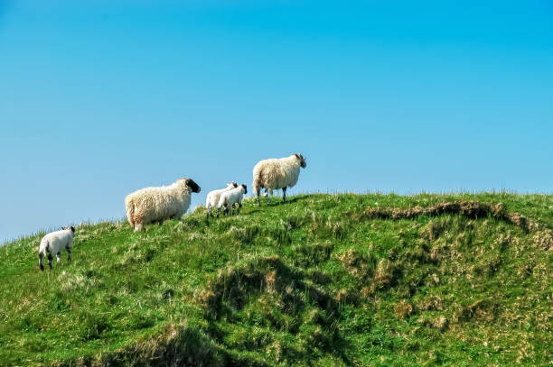 istock White Scottish sheep on a pasture in a mountain valley 971451818