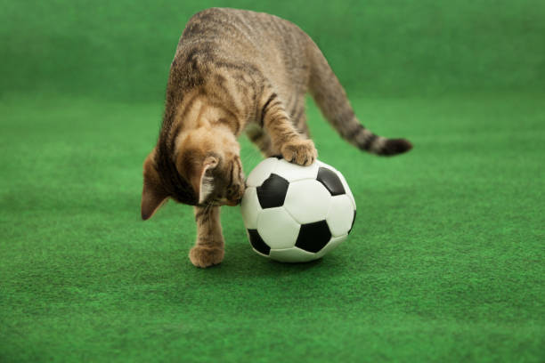 istock gray tabby standing on ball 971454266