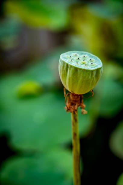 istock Water lily, Lotus seed pod 971454282