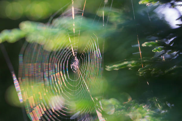 istock Spider Web in the garden - Selective Focus 971454440