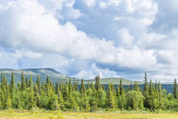 istock Coniferous forest in the mountains in the north 971455040