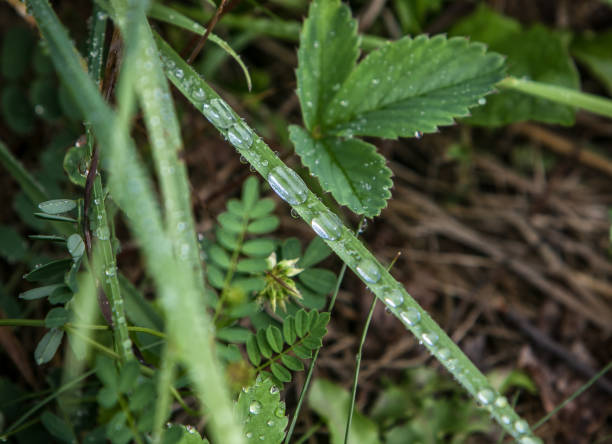 istock Grass with drops of water 971457562