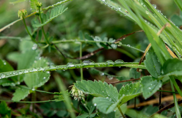 istock Grass with drops of water 971457576