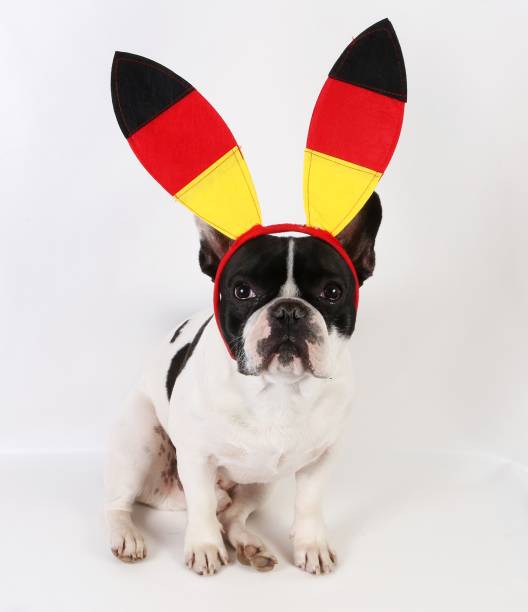 istock german fan dog is sitting in the studio 971481002