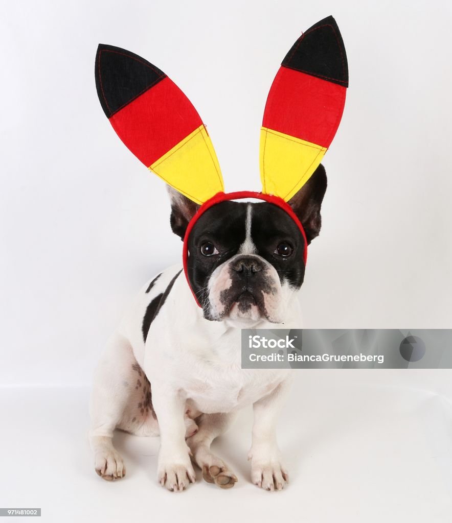 german fan dog is sitting in the studio french bulldog with german fan decoration on the head in the studio Dog Stock Photo