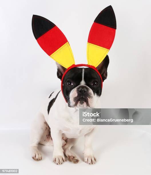 German Fan Dog Is Sitting In The Studio Stock Photo - Download Image Now - Dog, Fan - Enthusiast, Soccer