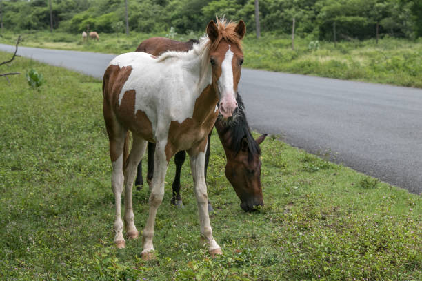 due cavalli al pascolo vicino a una strada sull'isola di vieques - isabella island foto e immagini stock