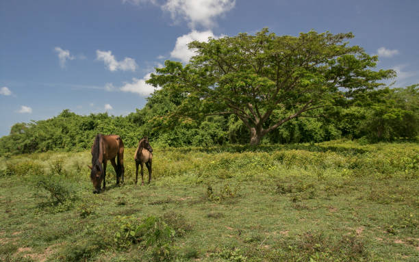 cavallo e puledro al pascolo - isabella island foto e immagini stock