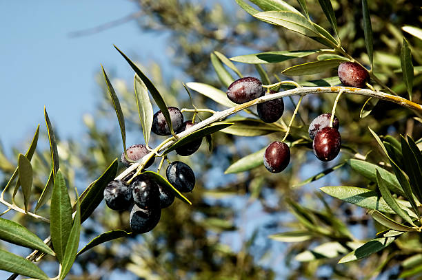 istock Bunch of olives 97149997