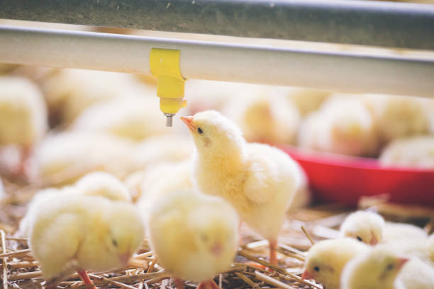 istock Baby chicks at farm 971503404