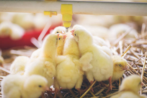 istock Baby chicks at farm 971503494