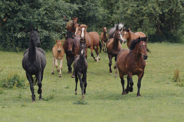 istock Horses in the herd in the rain 971503598