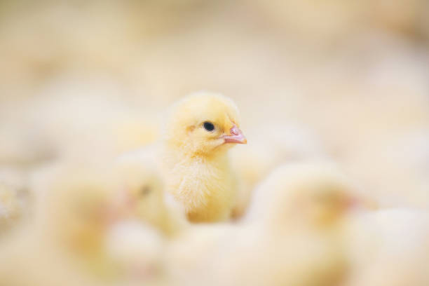 poussins à la ferme - oisillon photos et images de collection