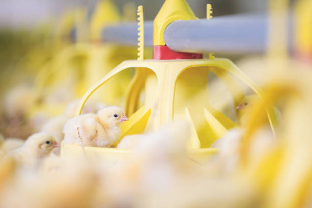 istock Baby chicks at farm 971504026