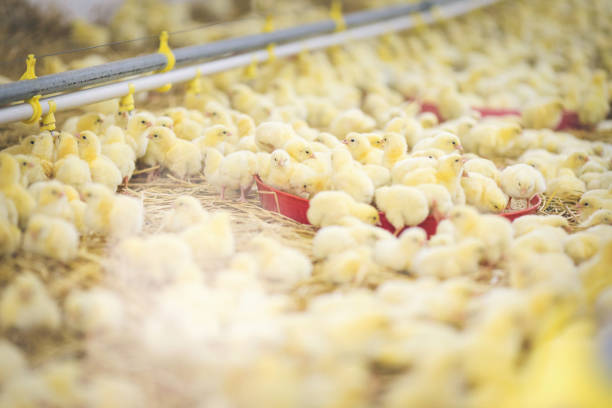 istock Baby chicks at farm 971504298