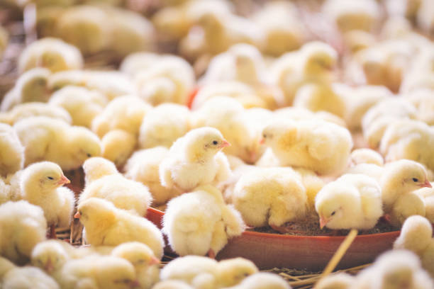 istock Baby chicks at farm 971504534