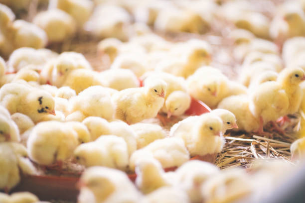 istock Baby chicks at farm 971504634