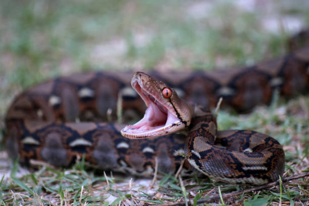 istock Python snake opening its mouth to fight in the garden 971504746