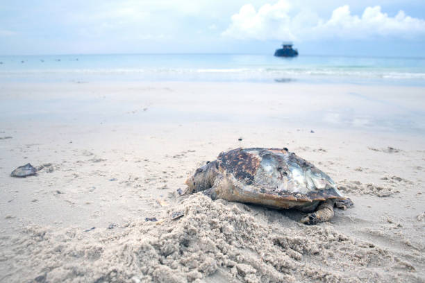 istock Dead sea turtle body on sand beach 971504854