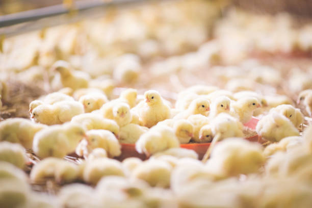 istock Baby chicks at farm 971507106