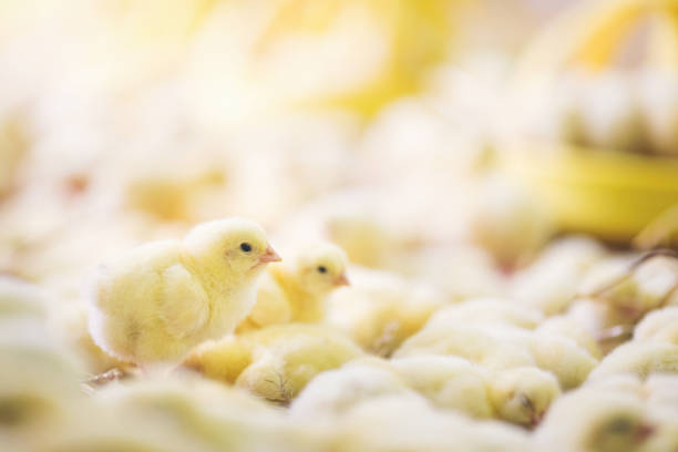 istock Baby chicks at farm 971507624