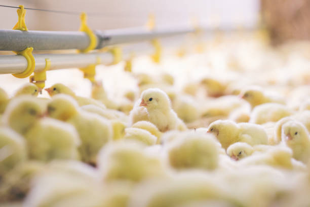 Chicken at farm. Shallow DOF. Developed from RAW; retouched with special care and attention; Small amount of grain added for best final impression. 16 bit Adobe RGB color profile.