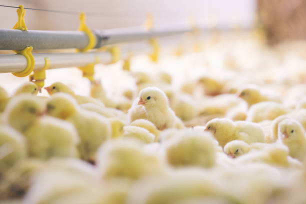 Baby chicks at farm stock photo