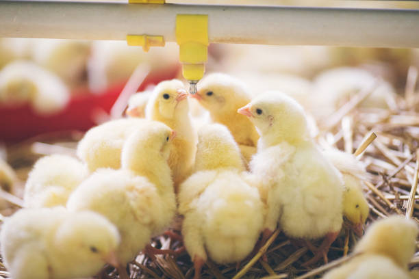 istock Baby chicks at farm 971507810