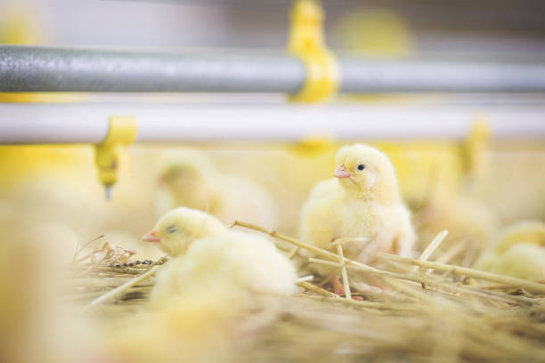 istock Baby chicks at farm 971507950