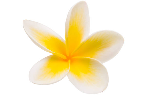 istock frangipani flower isolated 971524920