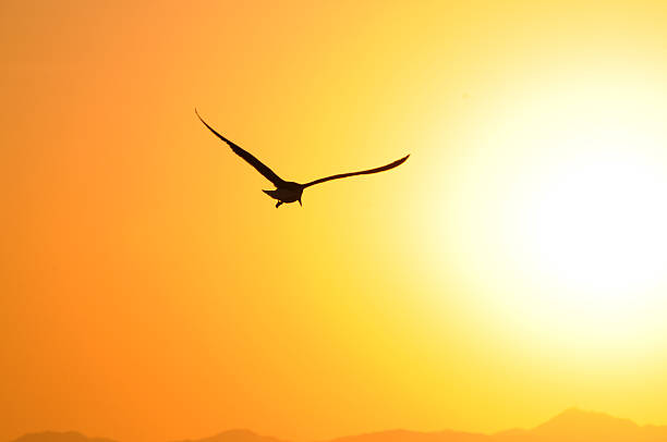 Dark silhouettes of four flying eagles isolated on white background. The golden eagle is one of the most famous birds of prey of the hawk family, the largest eagle. Aquila chrysaetos