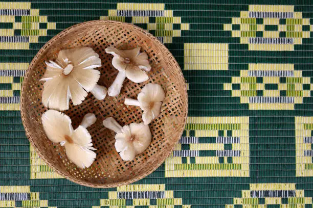 Silver sillago mushroom in a bamboo basket for cooking, Local food in Thailand.