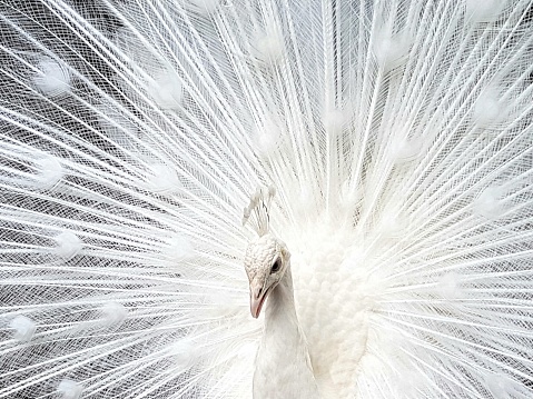 Closeup white peacock, beatiful nature background with copy space, horizontal composition