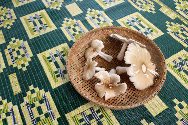 Episode 073: Medicinal Mushrooms And Mushroom Supplementation With Jeff Chilton