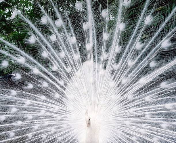 istock White peacock, beautiful nature background with copy space 971556626