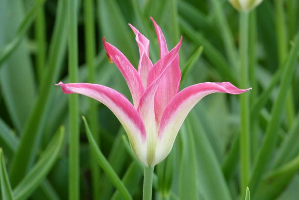 istock Single flower called tulipa viridiflora virichic 971556952