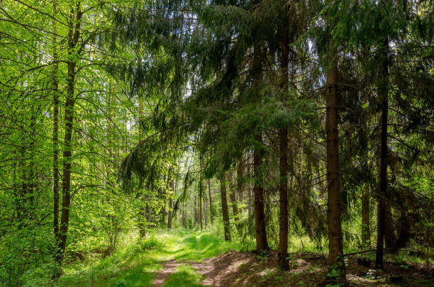 istock A road in a masurian forest 971557144