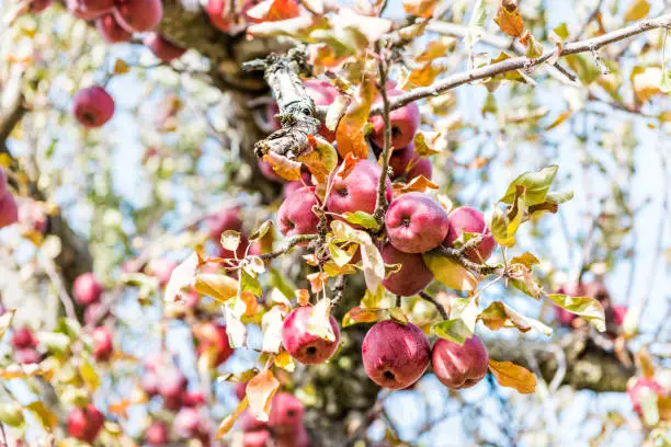 Red apple tree orchard closeup of fruit hanging in garden in autumn fall, farm countryside in Virginia, isolated against blue sky