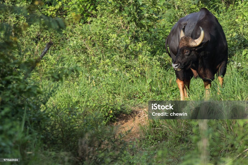 Gaurs Are Among The Largest Living Land Animals Stock Photo - Download  Image Now - Animal, Bull - Animal, Cattle - iStock