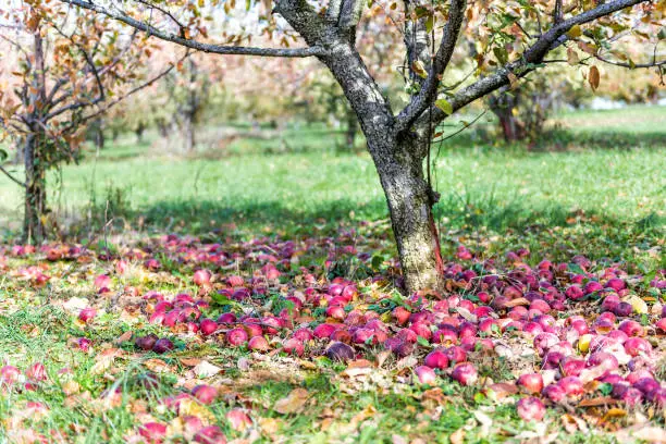 Apple orchard closeup of many fallen red fruit on garden in autumn fall, farm countryside in Virginia, rotten spoiled